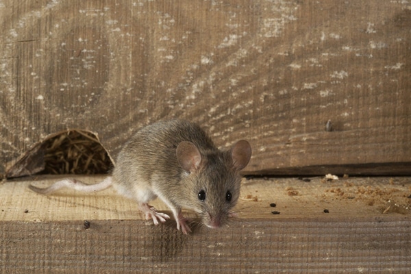 rodent control perth