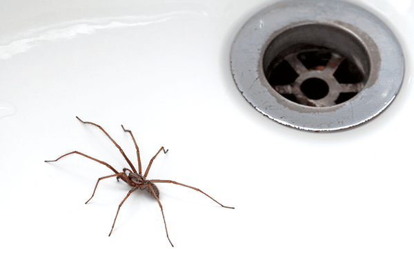 spider control perth