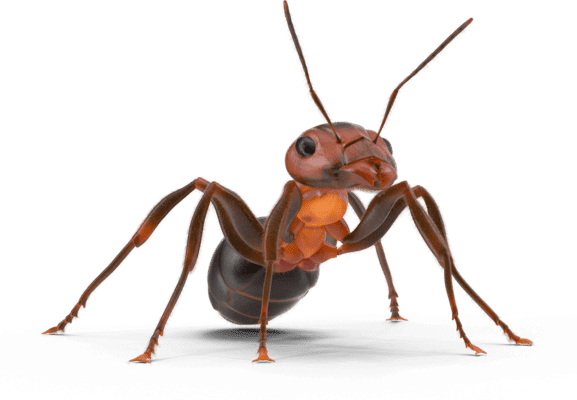 Ant Control Economy Pest Control