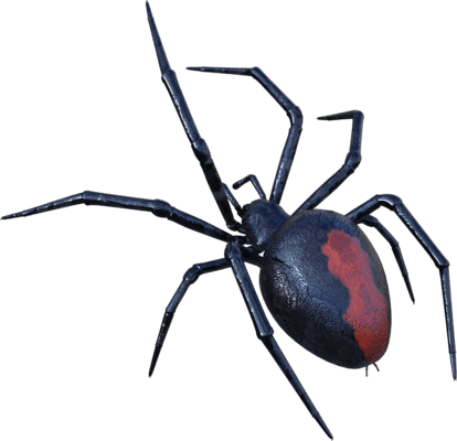 Spider Treatment Economy Pest Control