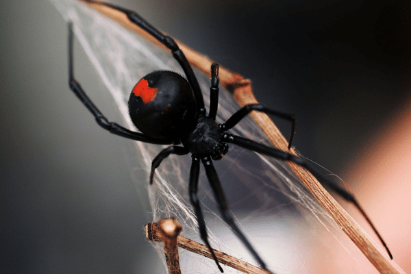 spider diy control