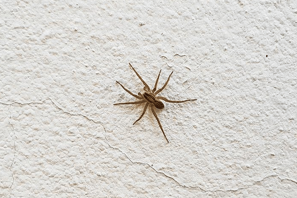 spider prevention tips perth