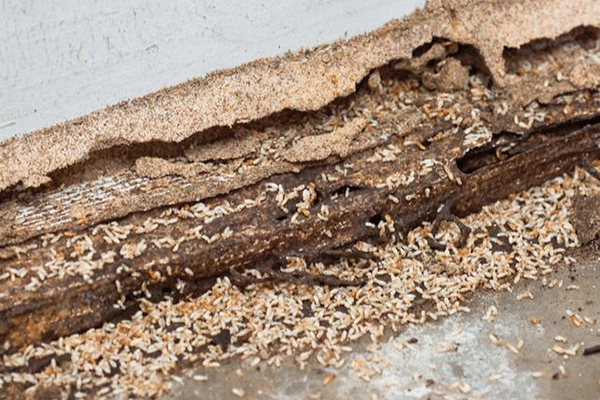 termite prevention perth