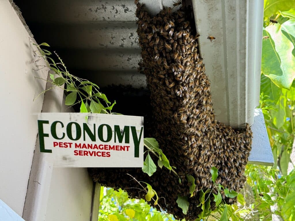 Bee Swam Removal