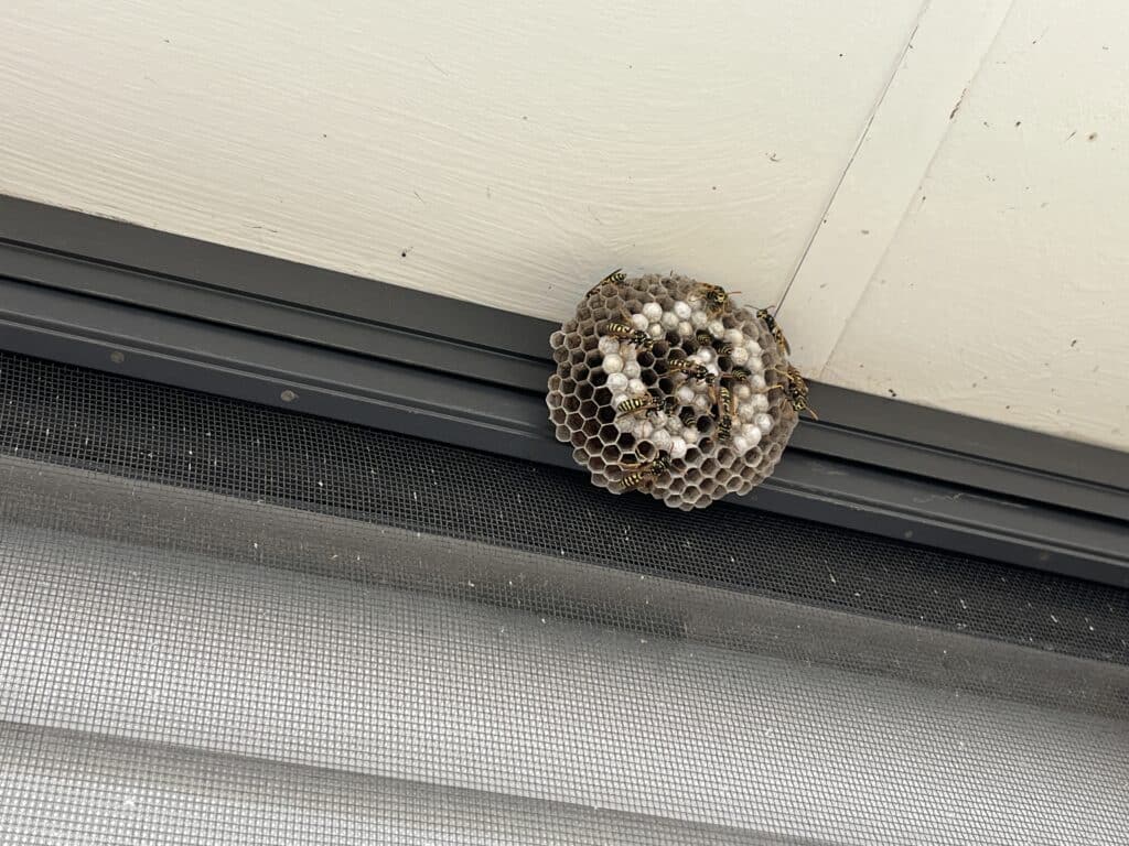 wasp nest removal perth