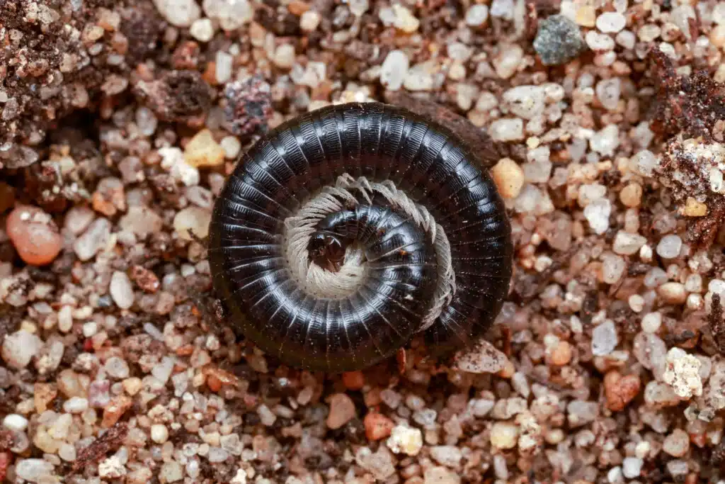 Portuguese Millipede Control Perth