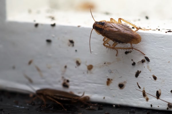 cockroach treatment perth