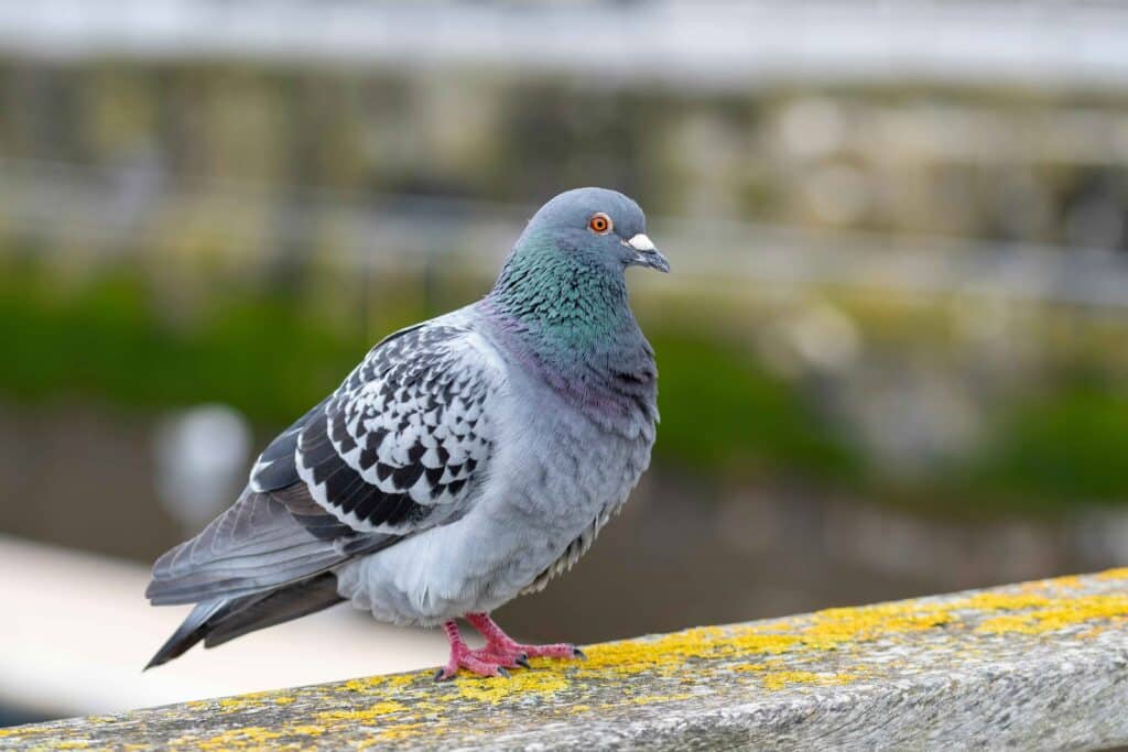 Pigeon Pest Control Perth