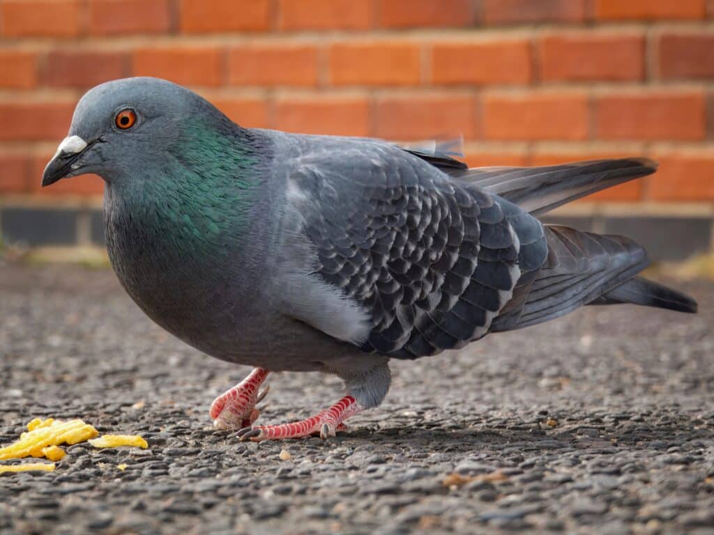 Pigeon Pest Control Perth