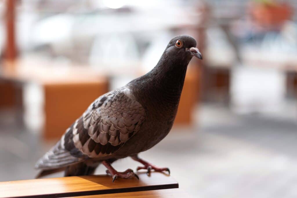 Perth Pigeon Control