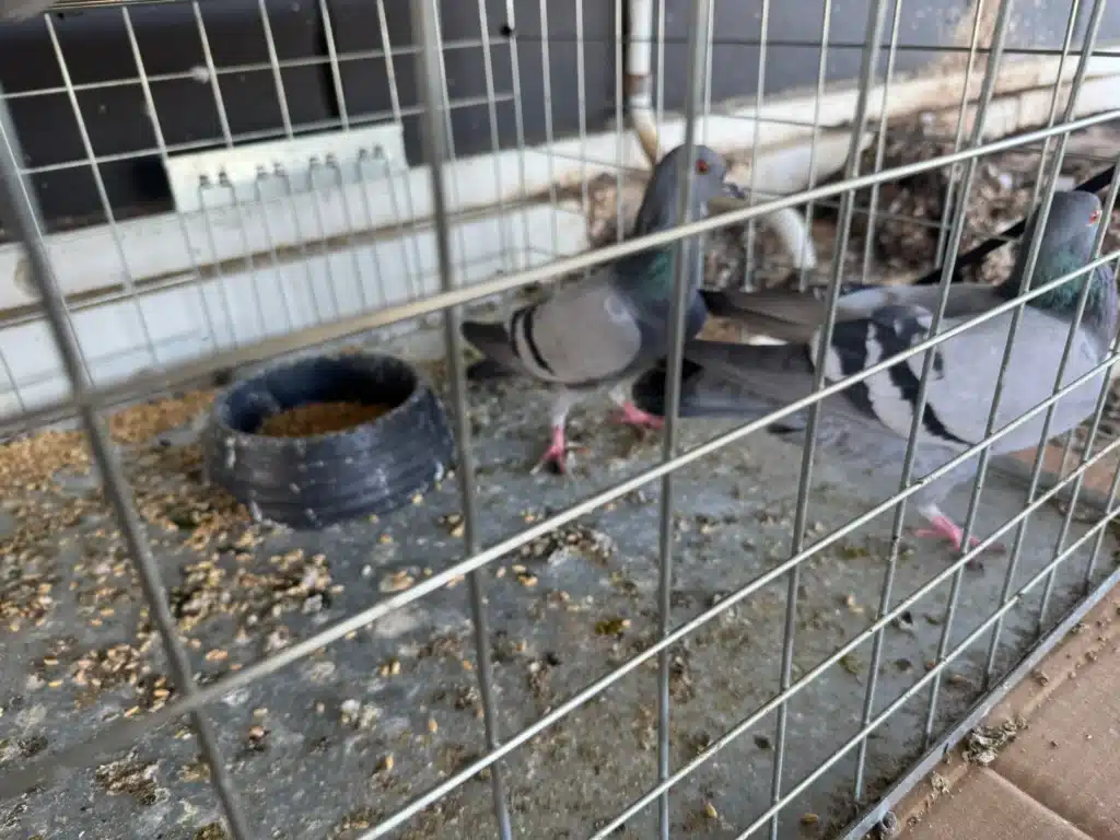 Bird trapping Perth