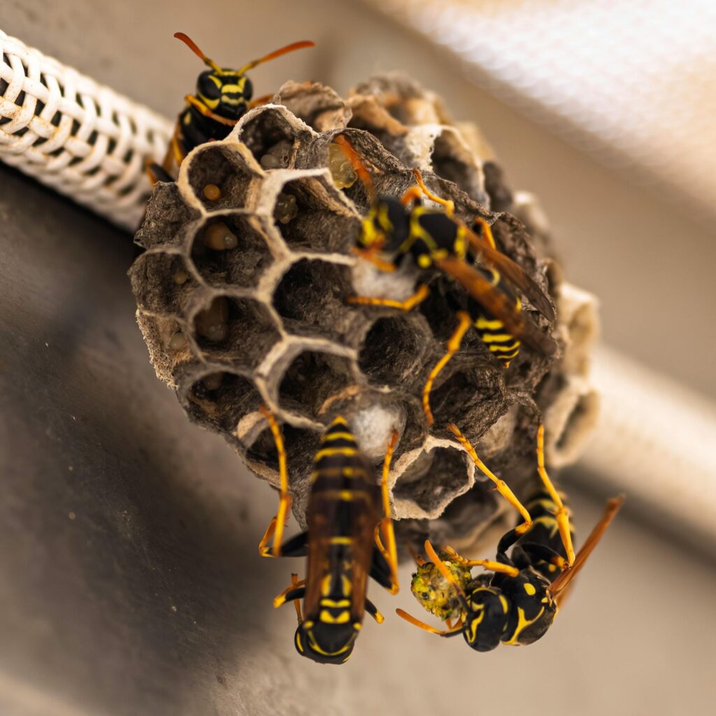 Wasp control Perth