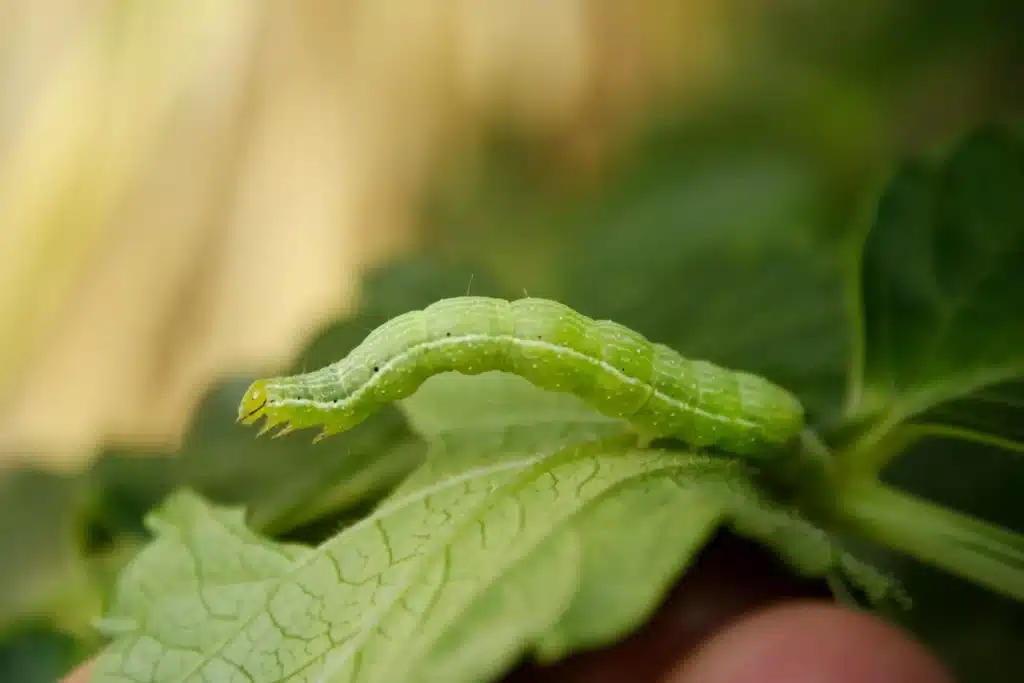 Perth Caterpillar Control services