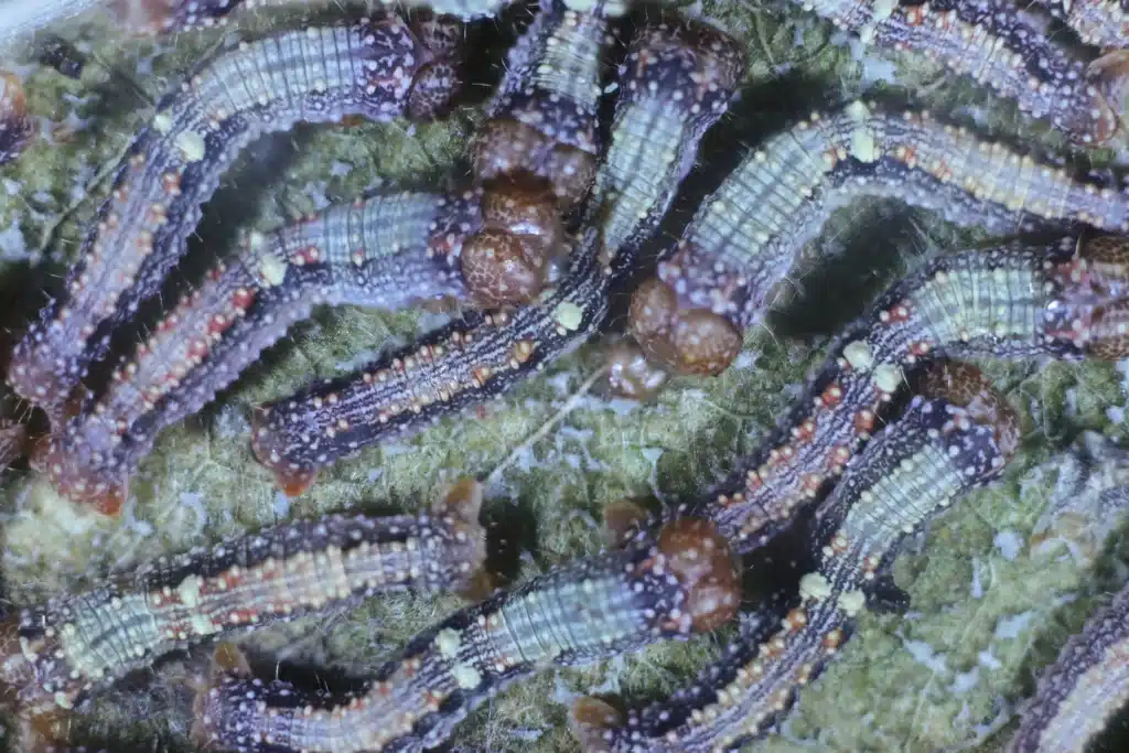 residential Perth Caterpillar Control