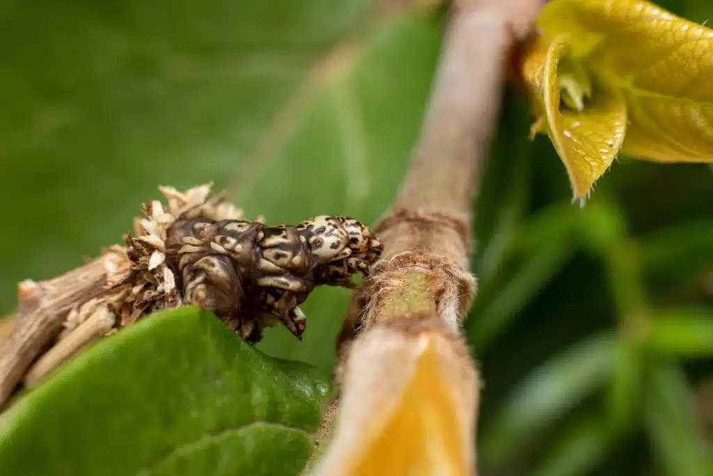 Caterpillar Pest Control Perth
