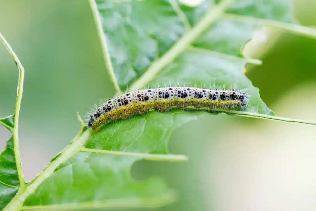 Perth Caterpillar Control