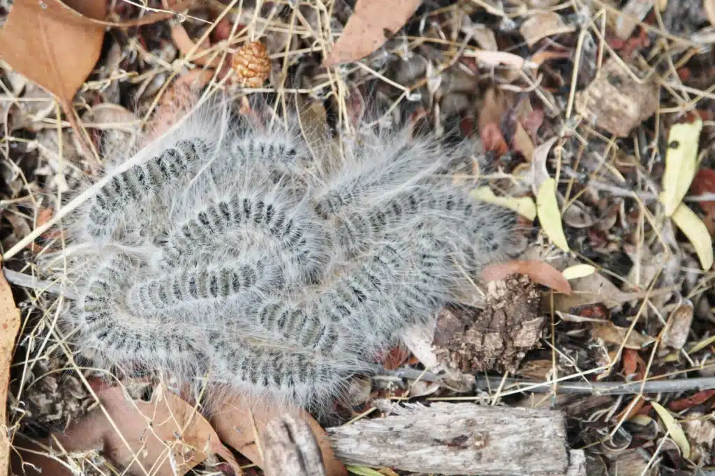 Perth Caterpillar Pest Control