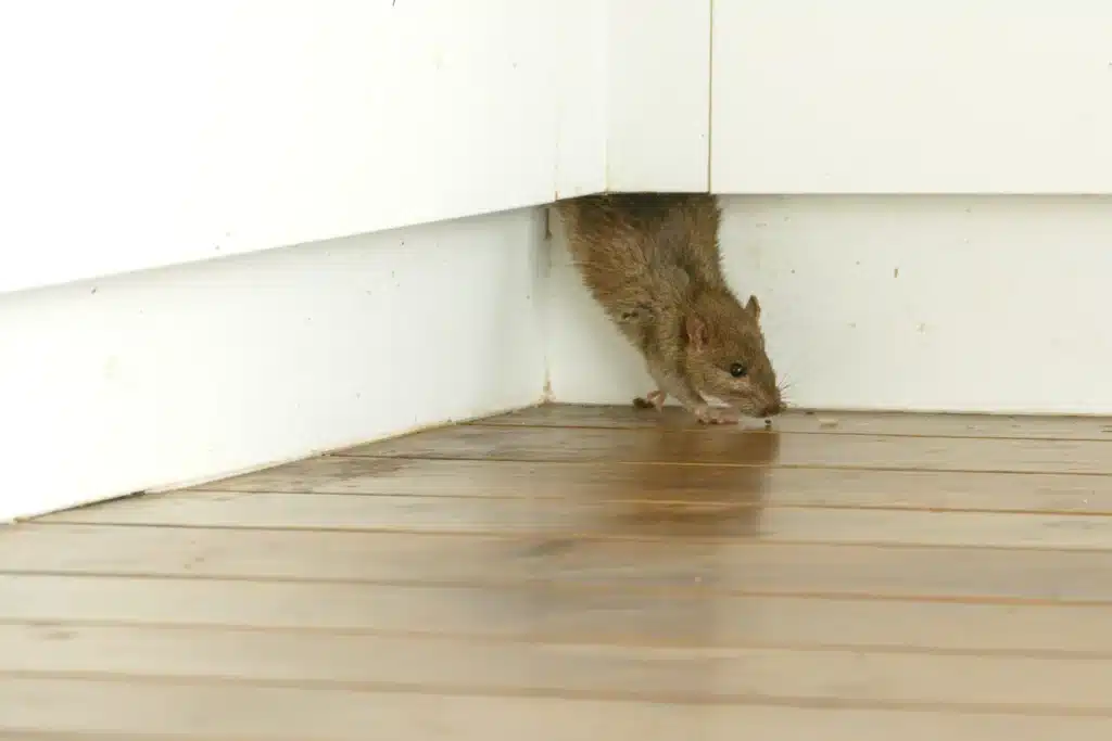 Rat Control Perth