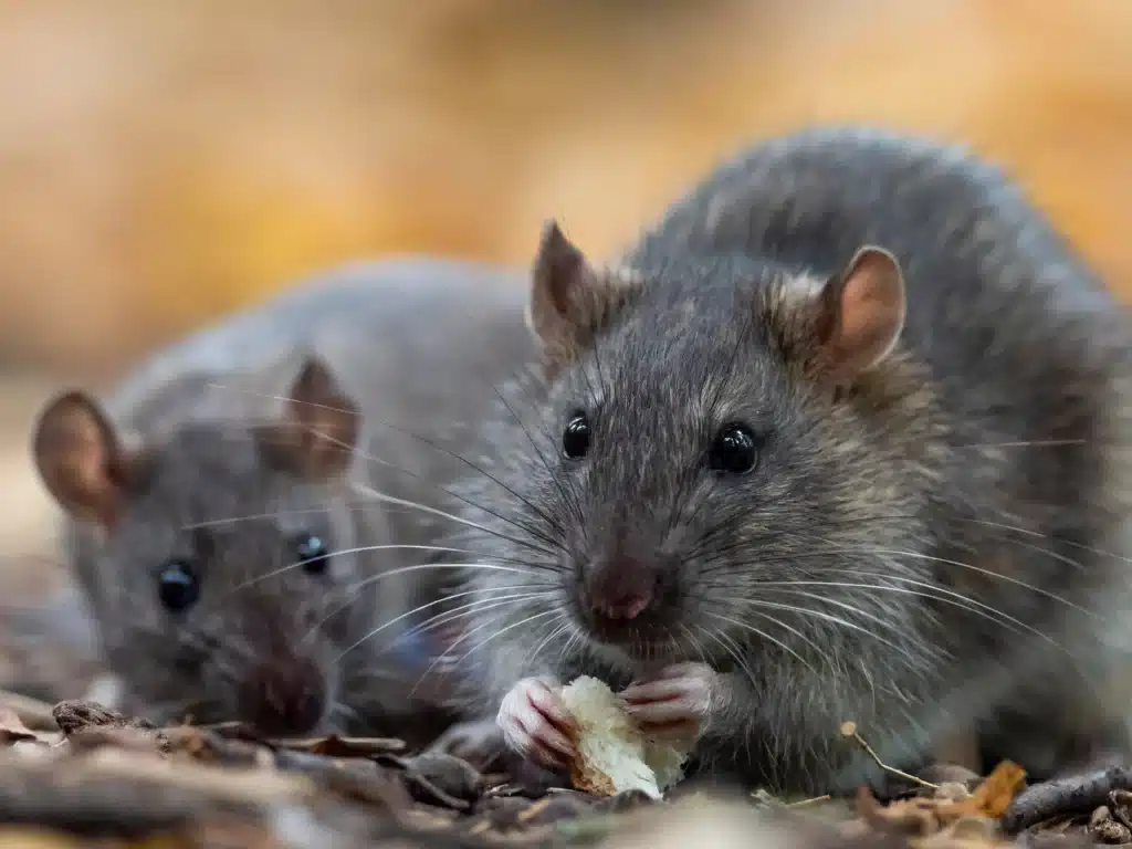 Rat Removal Perth
