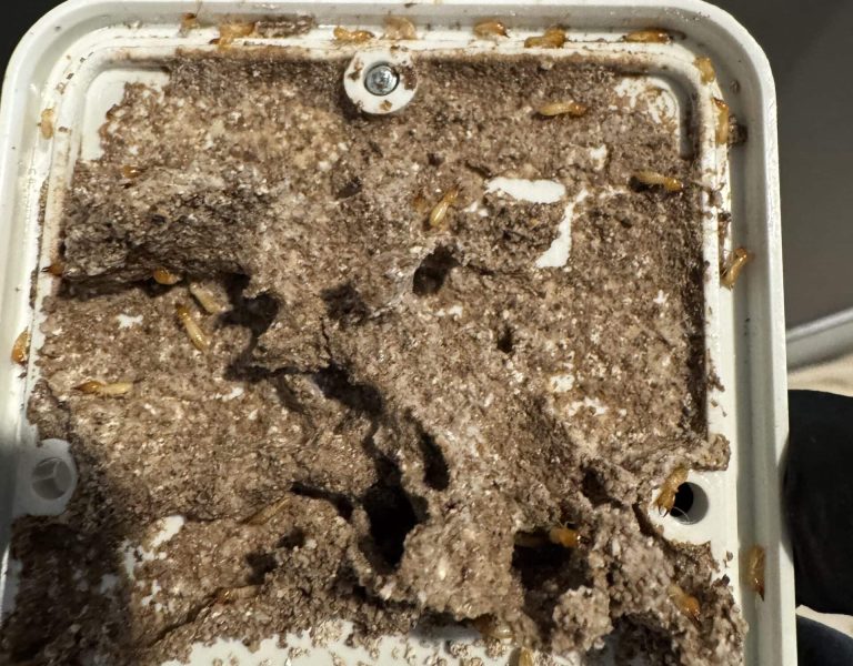 Active termites in above ground bait stations