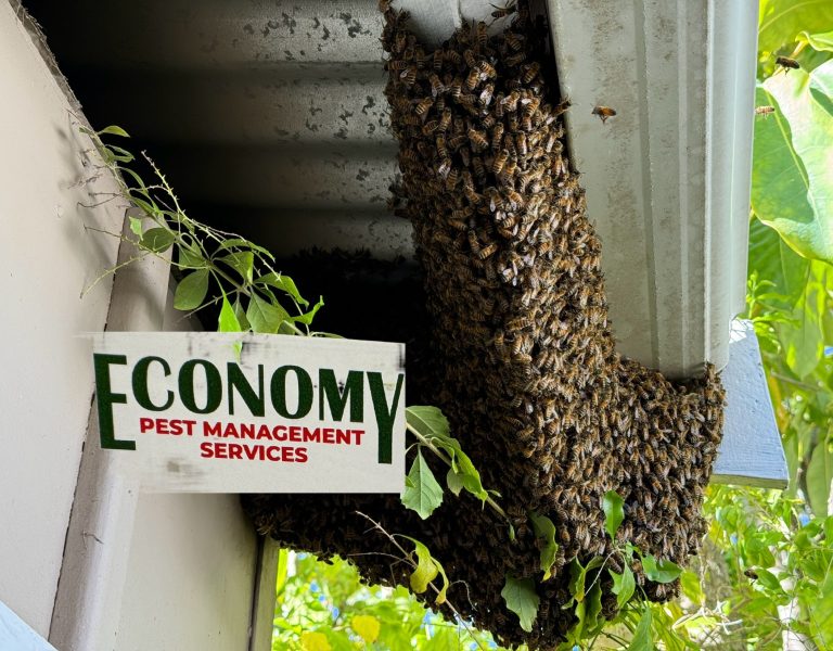 Bee Swam Removal
