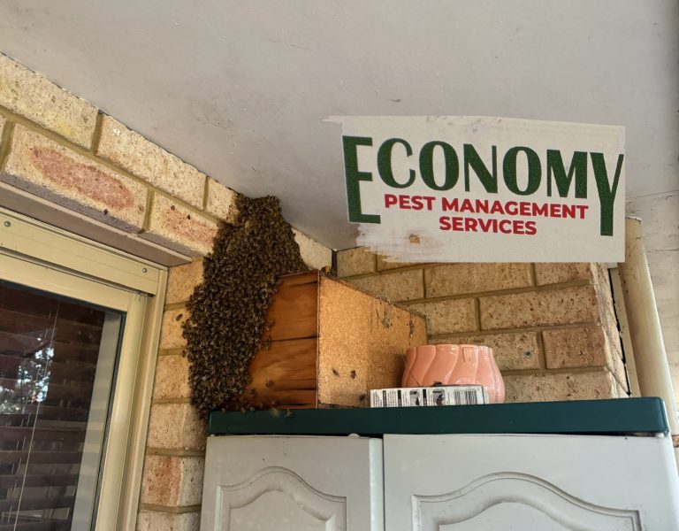 Bee swarm removal from the residential property