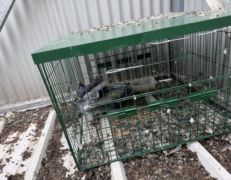 Bird trapping