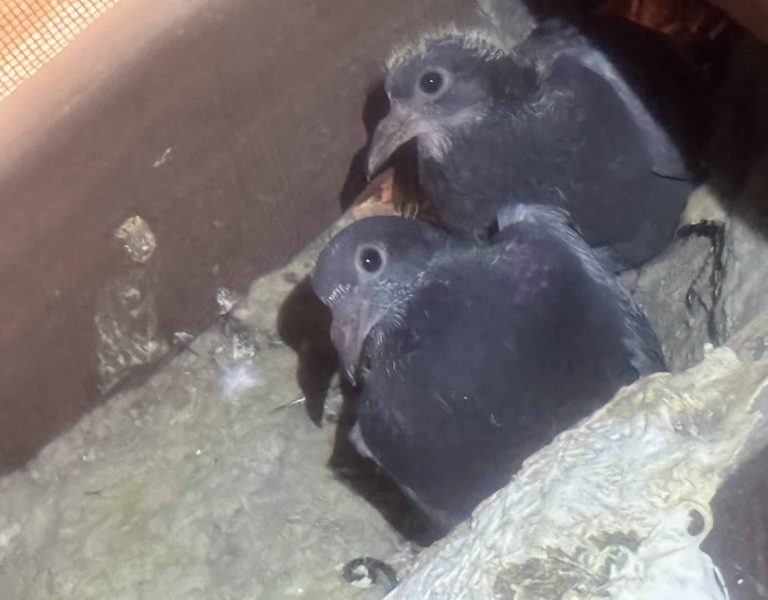 Birds nesting in the roof void