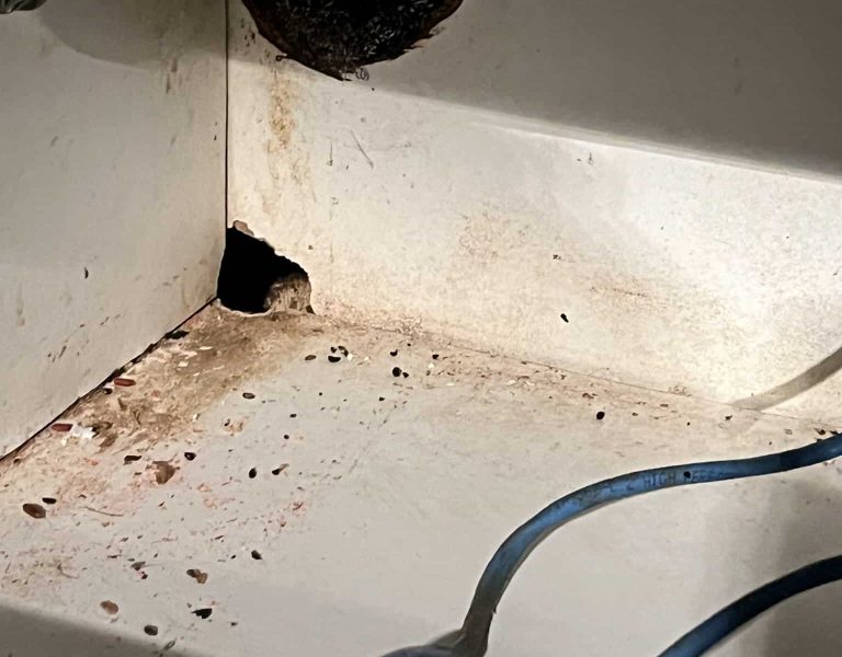 Rat Control Perth