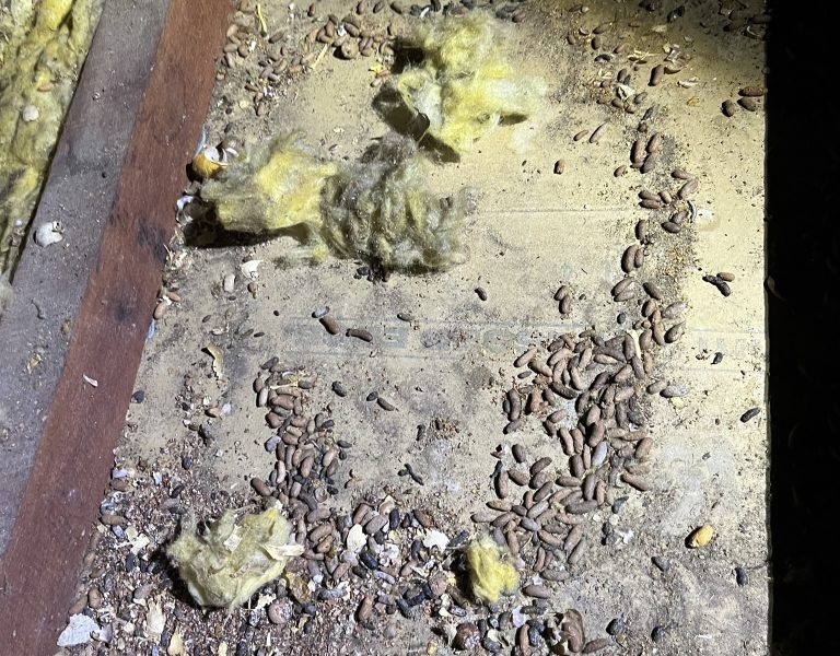 Rat Pest Control Perth