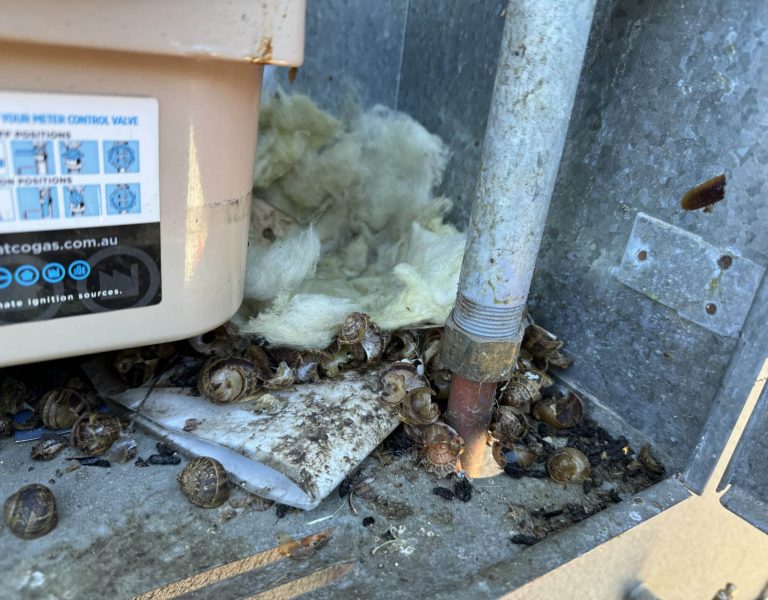 Rat Control Perth