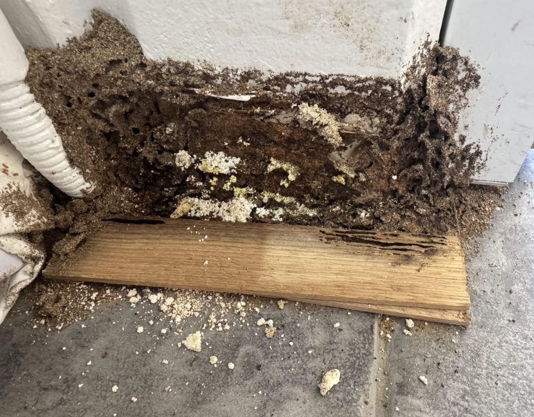Termite above ground baiting