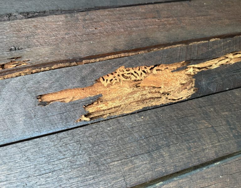 Termite damage to building 1