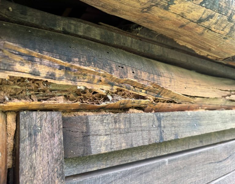 Termite damage to building