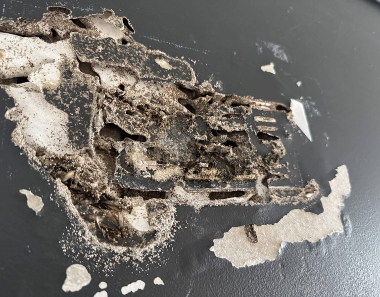 Termite damge to the wall