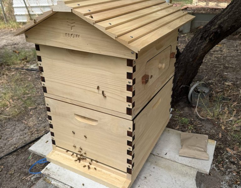 bee hive removal perth
