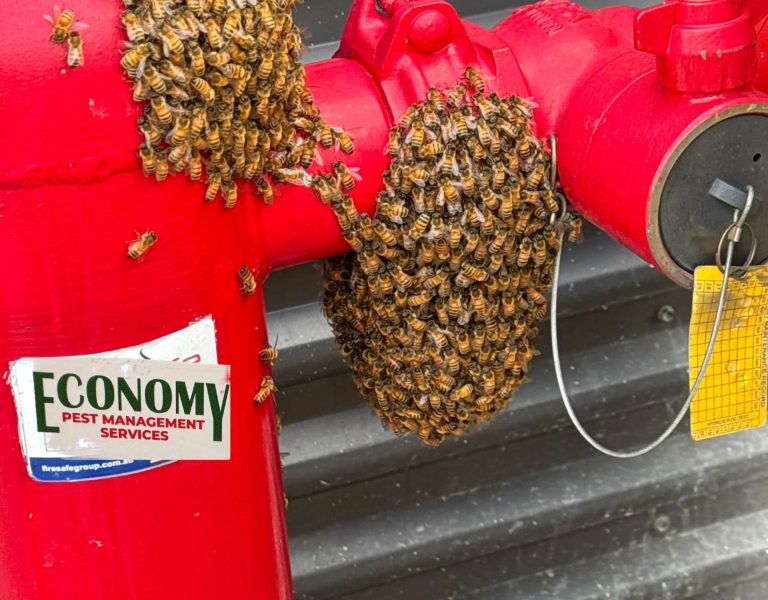bee removal services perth