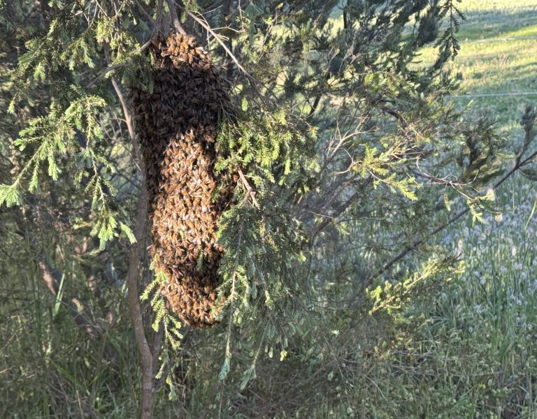 bee swarm removal perth