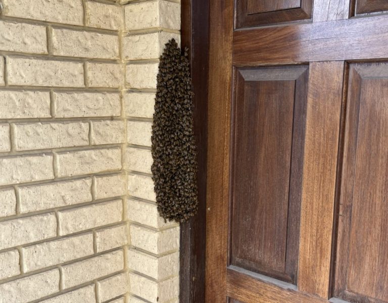 bee swarm removalist perth