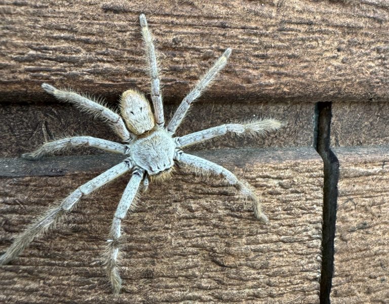 huntsman spider removal perth wa.