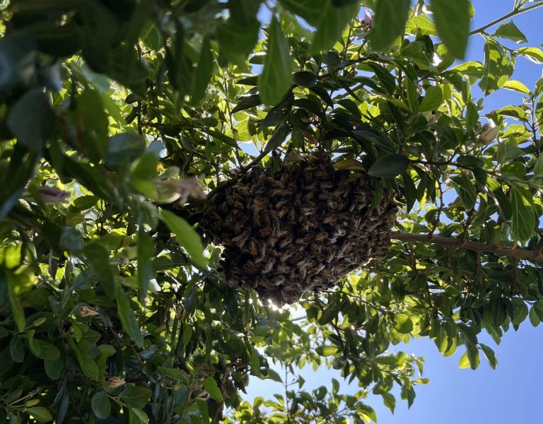 perth bee swarm removal