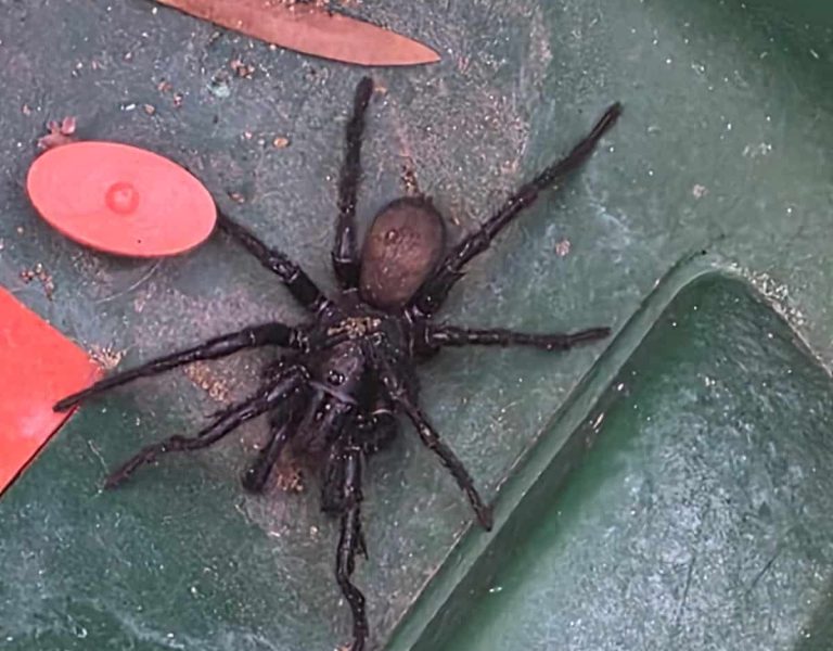 trapdoor spider identification perth.